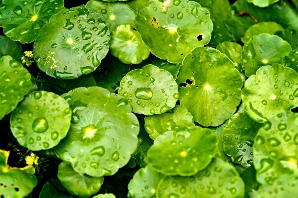 Centella asiática